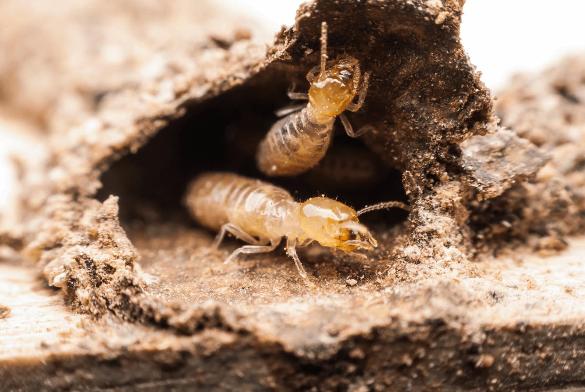Hawx Took Care of Our Termite Problem Completely